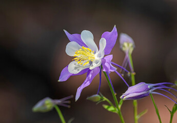 A beautiful Columbine Flower in full bloom catching the soft light of the sun with offshoots circled around it in a semi dark background.