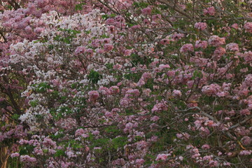 Fototapeta premium Pink Trumpet (Tabebuia rosea, Pink Tecoma, Rosy Trumpet-tree) Beautiful flowers of Thailand in the Kasetsart Unitversity Kamphaeng Saen campus ,Thailand