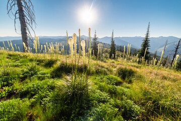 Obraz premium Sun Shining Behind Beargrass In Bloom