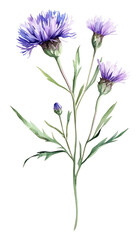 Naklejka premium PNG A Knapweed flower wildflower flowers art illustration.