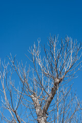 Obraz premium 快晴の空と葉のない木々