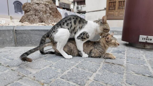 Two stray cats mating on a paved street in Jeddah, Saudi Arabia, create a striking scene, with a worker and traditional buildings softly blurred in the background