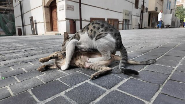 Two stray cats are mating on a paved street in Jeddah, Saudi Arabia, with old buildings and blurred background