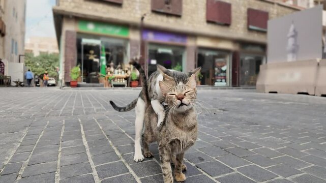 Two stray cats mating on a paved street in Jeddah, Saudi Arabia, surrounded by traditional buildings and a swaying palm tree, showcasing their natural instinct and behavior