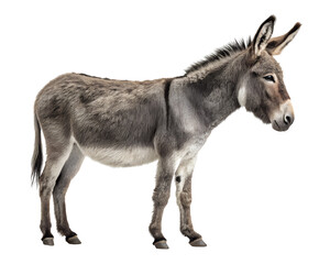 Obraz premium Donkey Isolated on Transparent Background