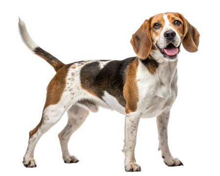 Beagle Dog Isolated on Transparent Background PNG