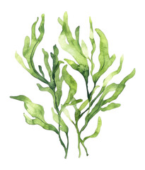 PNG Watercolor seaweed illustration organic plant.