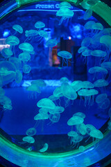 Mesmerizing view of the vibrant marine life inside The National Aquarium, Abu Dhabi