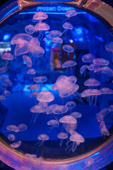 Mesmerizing view of the vibrant marine life inside The National Aquarium, Abu Dhabi
