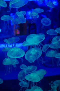 Mesmerizing view of the vibrant marine life inside The National Aquarium, Abu Dhabi