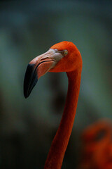 Close-up portrait of a flamingo, showcasing its elegant curves, vibrant pink feathers, and distinctive beak.