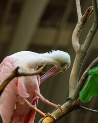 Roseate Spoonbill at SeaWorld Abu Dhabi, showcasing its vibrant pink plumage and distinctive spoon-shaped bill. 