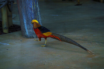 Pheasant at SeaWorld Abu Dhabi, showcasing its stunning plumage with intricate patterns and rich colors