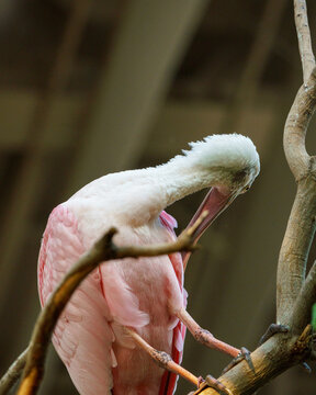 Roseate Spoonbill at SeaWorld Abu Dhabi, showcasing its vibrant pink plumage and distinctive spoon-shaped bill. 