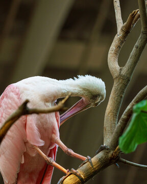 Roseate Spoonbill at SeaWorld Abu Dhabi, showcasing its vibrant pink plumage and distinctive spoon-shaped bill. 