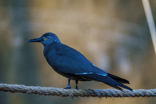 Grey bird at SeaWorld Abu Dhabi, highlighting its sleek plumage and elegant posture.