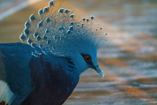 Blue crowned pigeon in a zoo