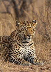 Naklejka premium portrait of a leopard relaxing in the grassland