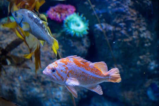 Mesmerizing view of the vibrant marine life inside The National Aquarium, Abu Dhabi