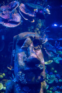 Mesmerizing view of the vibrant marine life inside The National Aquarium, Abu Dhabi