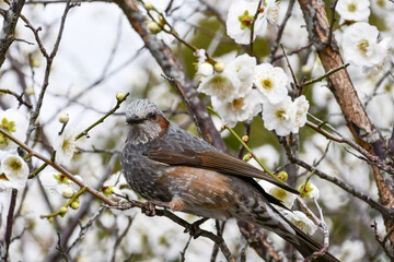 梅の花とヒヨドリ