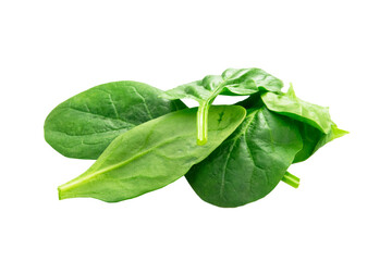 Szpinak, roślina, świeży, zielony. Bez tła, na białym tle.