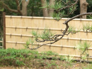 日本庭園の竹垣と黒松
