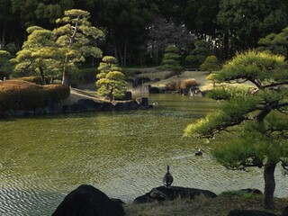 日本庭園の池
