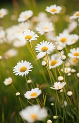 Fototapeta premium A field of white daisies