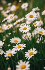 Fototapeta premium White daisies in a vibrant meadow