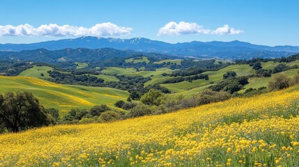 Fototapeta premium Yellow Flowers Bloom In Vast Field Against Mountain Range