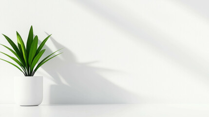 Modern Indoor Plant with Bright Green Leaves in White Pot on Minimalist Background