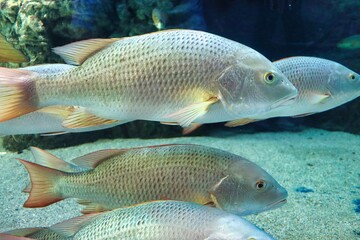 Naklejka premium Mazatlan, Mexico