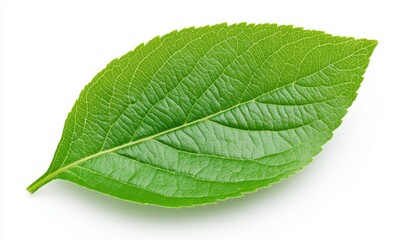 Single vibrant green leaf isolated on a white background. Detailed texture and veins visible.