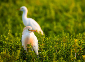 Cattle Egrets