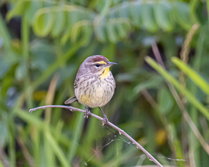 Palm Warbler perched on a branch