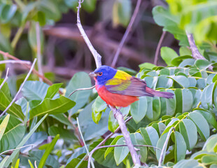 Painted Bunting in Everglades