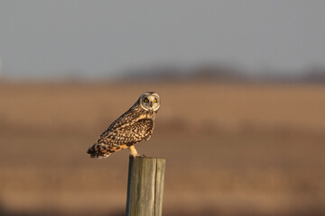 Short-eared Owl Perched on Fence Post