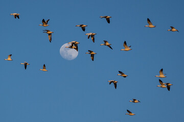 Snow geese fly (Anser caerulescens) fly in front of the moon in late afternoon as they continue spring migration north. 