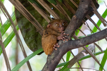 A Philippine tarsier (Carlito syrichta) on the tree at Philippine Tarsier Sanctuary in Corella, Bohol, Philippines. The Philippine tarsier is one of the smallest primates in the world. 