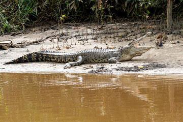A saltwater crocodile (Crocodylus porosus) with open mouth resting on the riverbank along the Brunei River in Brunei. 