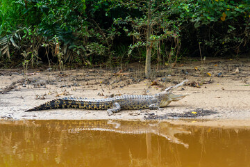 A saltwater crocodile (Crocodylus porosus) with open mouth resting on the riverbank along the...