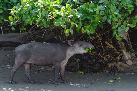 Tapir feeding on coastal vegetation in Corcovado National Park, Costa Rica