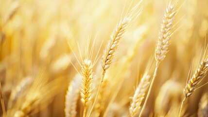 Fototapeta premium Soft-focus close-up of golden wheat gently swaying in the wind, creating a dreamy, calming, and sunlit scene that evokes warmth, serenity, and the beauty of rural nature