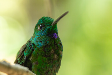 Close-up of iridescent green hummingbird with purple throat in tropical forest