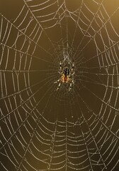 Obraz premium image of spider web with bright morning sunlight