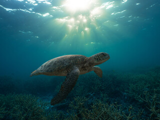 Tortuga con rayos de sol