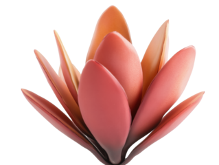 Abstract Succulent Art: Close-Up of Vibrant Orange and Pink Leaves on White Background