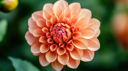 Peach Dahlia Bloom in Summer Garden