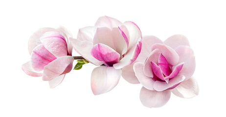 tender pink magnolia flowers isolated on transparent background